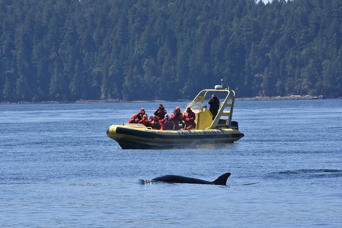 Zodiac Whale Watching Adventure From Telegraph Cove - Opportunity to See Marine Wildlife