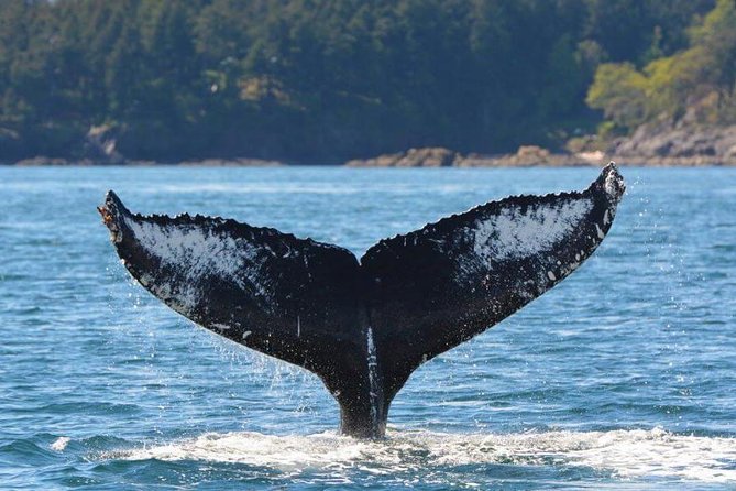 Zodiac Whale Watching Adventure From Victoria - Positive Experiences and Recommendations