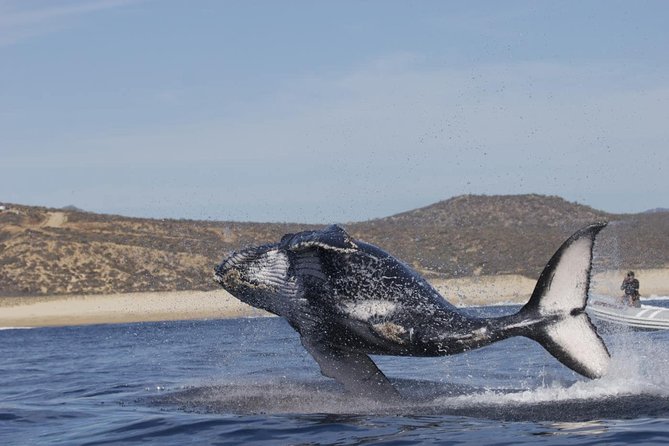 Zodiac Whale-Watching Adventure in Los Cabos - Tour Highlights