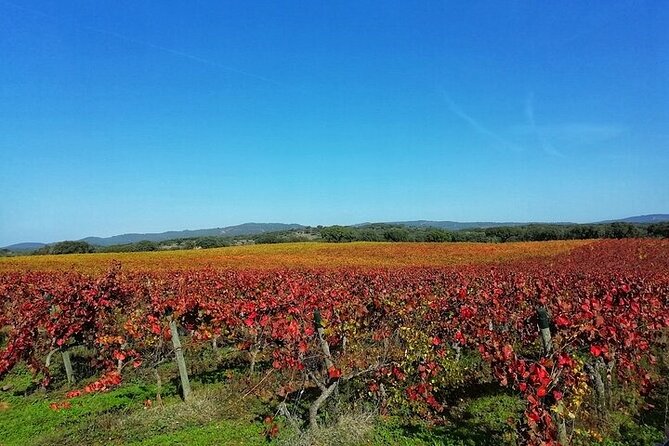 4x4 Cork Tour With Lunch & Wine Tasting - Dolmens and the History of Alentejo