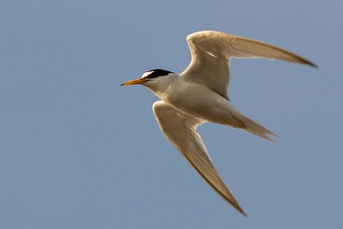 5-Day Tour in Search of Iberian Birds From Lisbon - Tour Highlights