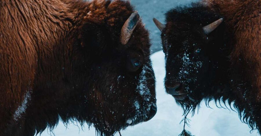5-Day Winter Yellowstone Wildlife Tour - Good To Know