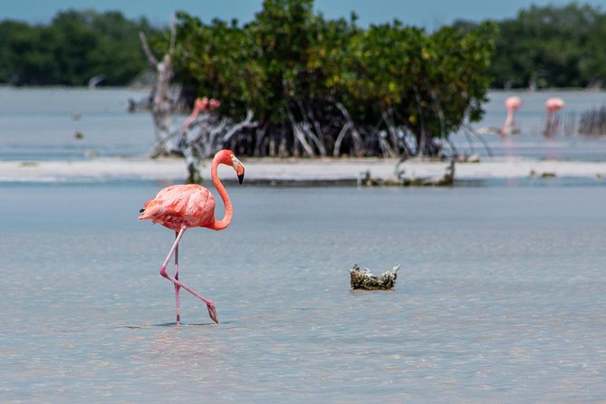 5 in 1 Corchito, Flamingos, Salt Flats, Xcambo, Beach Party - Good To Know