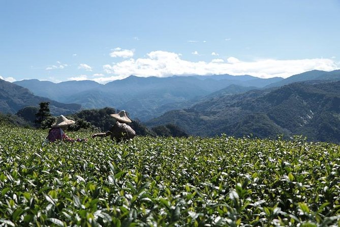 10-Day Round Taiwan Tea Origin Tour - Noteworthy Points