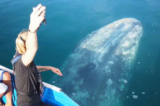 2-Day Magdalena Bay Gray Whale Van Tour - Whale Watching Experience