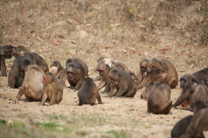 2-Days Private Tour: Kui Buri Wildlife Safari & Sam Roi Yod National Park - Common Questions