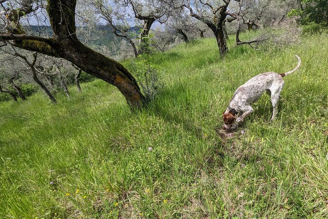 2 Hours Private Activity - Truffle Hunting in Assisi - Common Questions