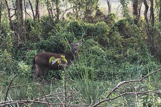 2 Nights 3 Days Chitwan Jungle Safari Trip From Pokhara. - Note