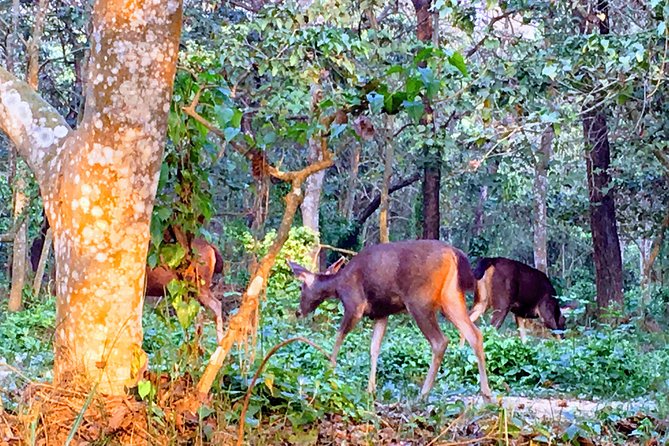 2 Nights 3 Days Chitwan Wildlife Jungle Safari Package Tour - Common Questions