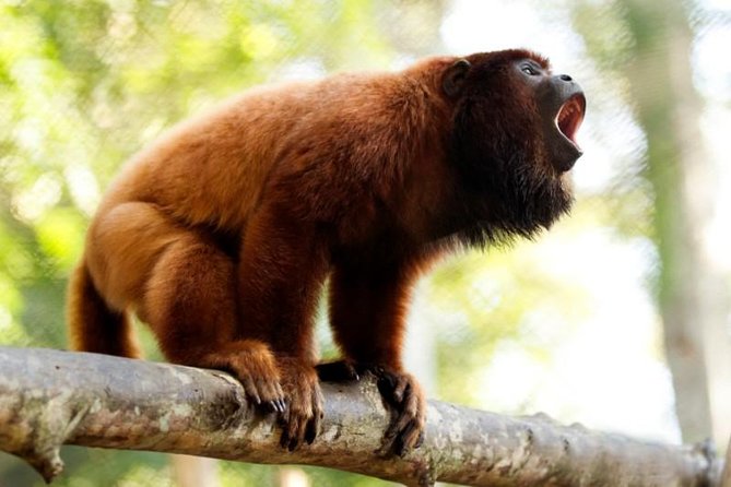 3-Day Amazon From Puerto Maldonado With Eco Lodge Accommodation - Cancellation Policy and Reviews