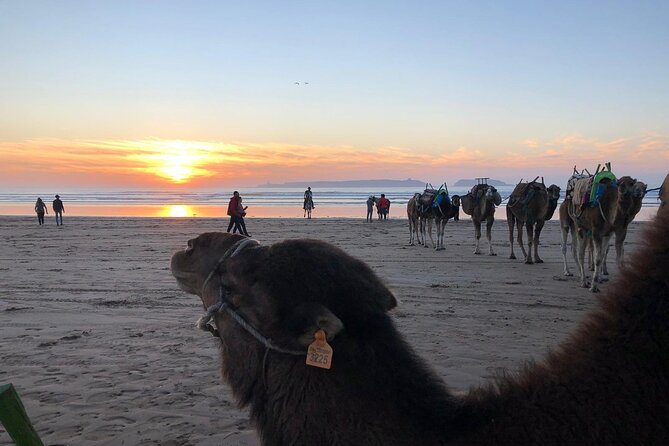 3-Hour Camel Ride at Sunset - Directions