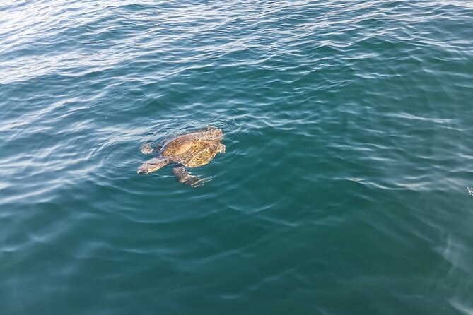 3-Hour Dolphin Watching Experience in Puerto Escondido - Common Questions