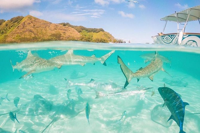 3-hour Lagoon Snorkeling Tour - Shared Tour - Customer Reviews