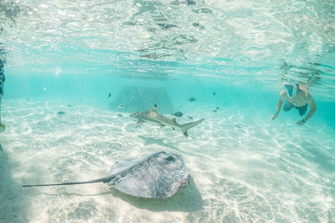 3-Hour Snorkeling Tour - Common Questions