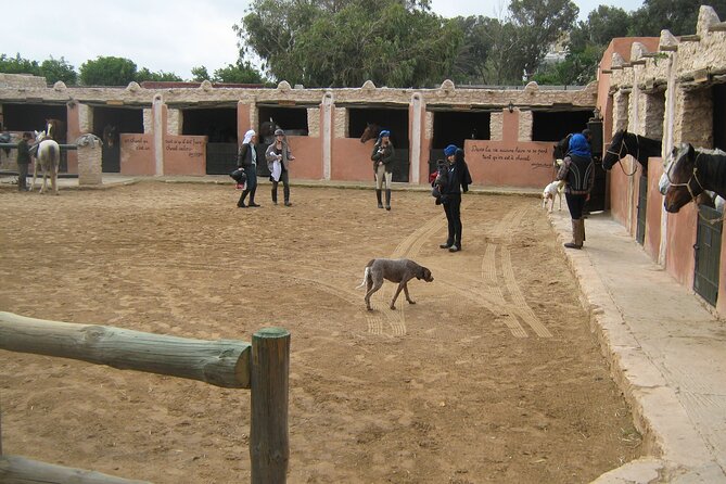 3 Hours Horse Riding in Essaouira, Beach, Forest and Dunes - The Sum Up