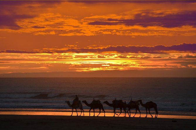 3 Hours Ride on Camel at Sunset - The Sum Up