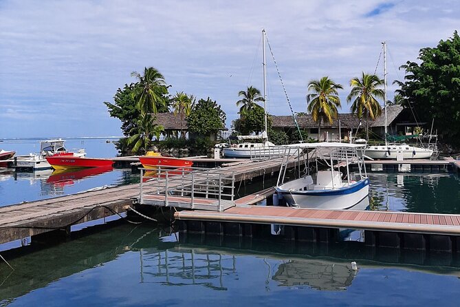 3h Dolphin and Snorkeling Tour in a Wild Lagoon With Mobydick - The Sum Up
