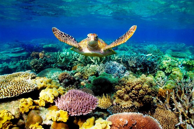4 Day Cairns: Daintree Rainforest, Reef, Kuranda & Paronella Park - The Sum Up