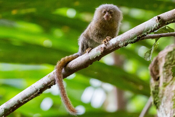 4-Days Wildlife Tour in the Tamshiyacu-Tahuayo Reserve at Curassow Amazon Lodge - The Sum Up