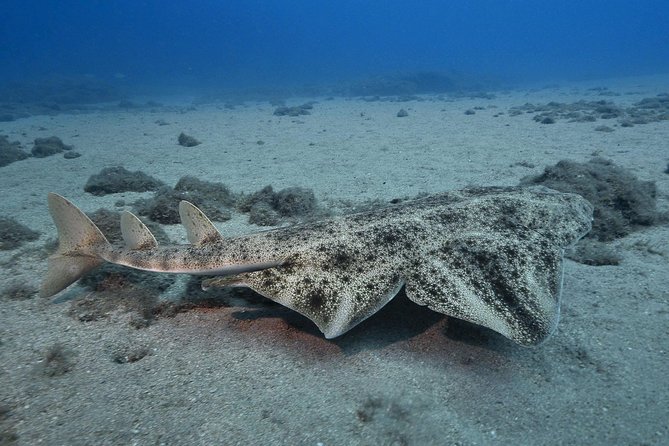 4 Diving Sites Scuba Diving Package in Gran Canaria - Common Questions