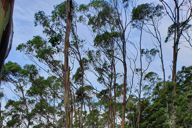 4-Hour Mt Wellington Arrival Tour With Organ Pipes Walk - Booking and Reservations Information