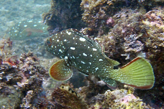 4 Hrs Private Trip: Snorkeling at Los Arcos and Colomitos - Additional Information for Any Questions