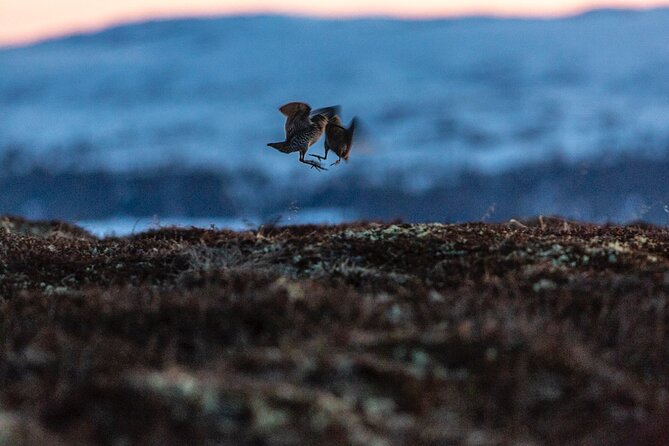 5-Hour Sweden Private Guided Evening Hike Spotting the Lek: the Great Snipe - Traveler Photos and Experiences