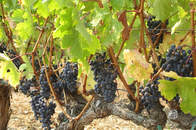 6-Hour Private Wine Country Tour of Napa in Crossover SUV (Up to 6 People) - Common Questions