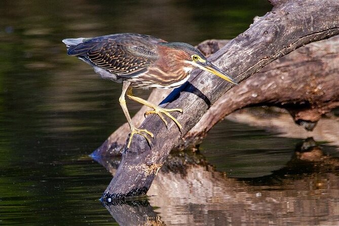 6-Hr Tropical Mangroves, Coastal River and Ocean Wildlife Watch - Common Questions