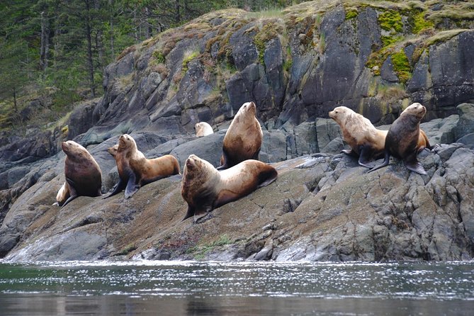 7-8 Hour Zodiac Whale Watching Tour - Safety Precautions