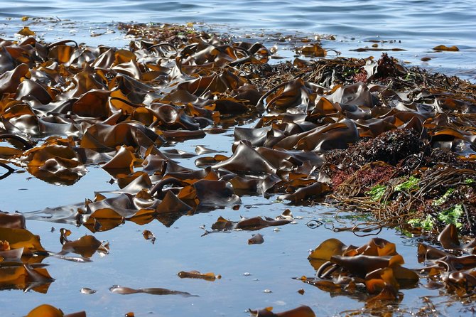 Abalone Farm Tour and Tasting With Coastal Seaweed Walk. Guided. 2 Hours - Cancellation Policy and Reviews