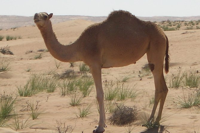 Abu Dhabi Quad Bike Desert Safari With 4W Dune Bashing & off Road Adventure - Terms and Conditions