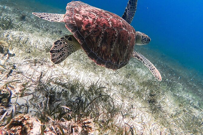 Acquarius Stingray City and Snorkel Tours - Additional Information