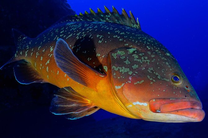 Advanced Diving Course in La Restinga, El Hierro - Experienced Instructors and Staff