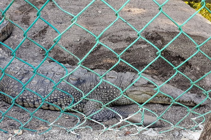 AfroMex Village Beach Horseback Ride -Crocs - Divers & City Tour - Reviews and Ratings From Previous Travelers
