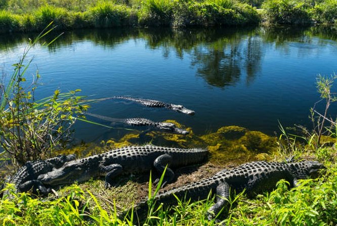 Agadir Crocodile Park Including Transfer and Tickets - Directions