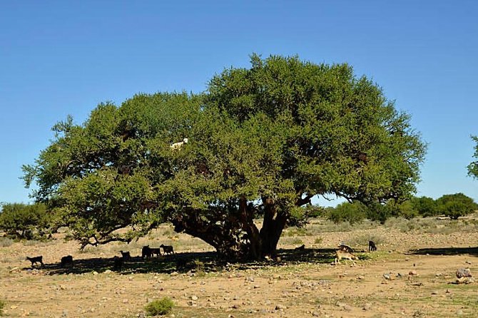 Agadir or Taghazout Jeep Safari With Lunch and Onboard Wi-Fi - Directions