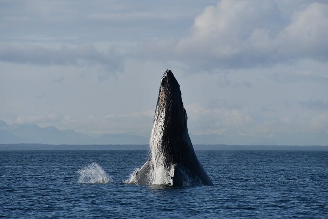 Alaska Whale-Watching Cruise With Live Drone Footage  - Hoonah - Highlights of the Tour
