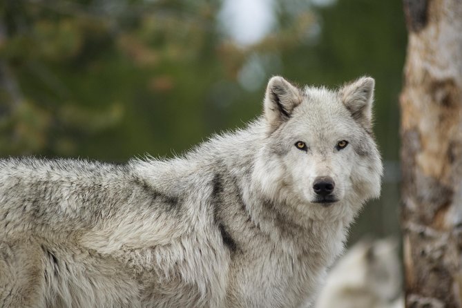 Alaska Wildlife Tour - Common Questions