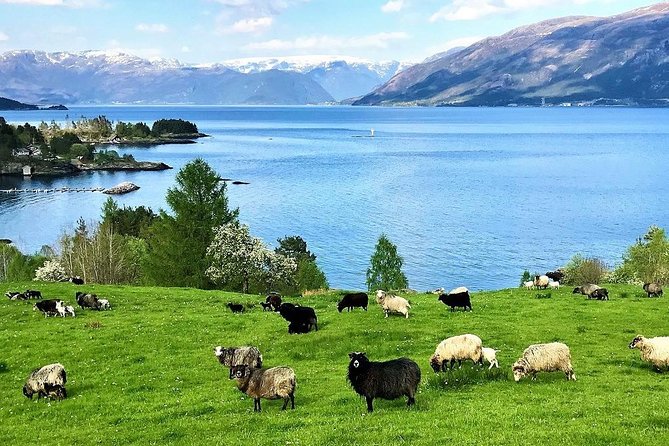 Alesund Sightseeing Tour Vikings Islands by Minibus, 4 Hours. Private Tour - Common Questions