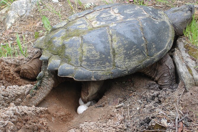 Algonquin Park 4-Day Luxury Moose/Beaver/Turtle Camping & Canoeing Adventure - Wildlife Spotting