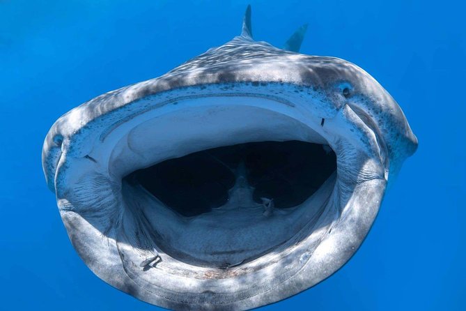 Alii VIP Whale Tour - Viator Help Center and Booking Information