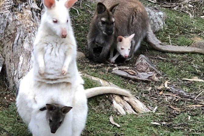 All Inclusive Private Bruny Island Discovery Tour - Customer Support and Information