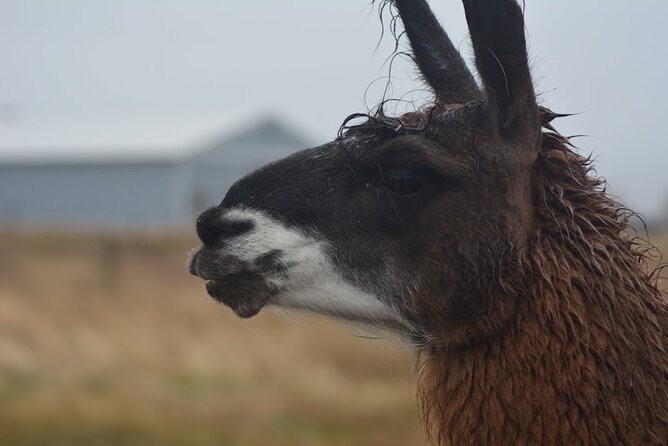 Alpaca and Llama Farm Tour - Directions