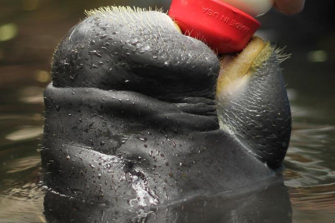 Amazon Rescue Center - Manatees Conservation Center Admission Ticket - Rehabilitation Process for Animals