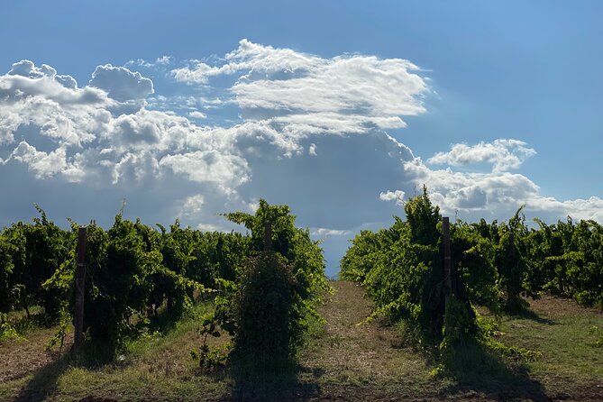 Among Ancient Sunny Vineyards, Visit and Taste the Wines From the San Lorenzo Cellar - Tips for Visiting the San Lorenzo Cellar