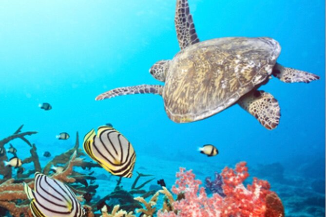 Apotheoseas BVI Boat Charter 38ft, Full Day / Half Day Trips - The Sum Up