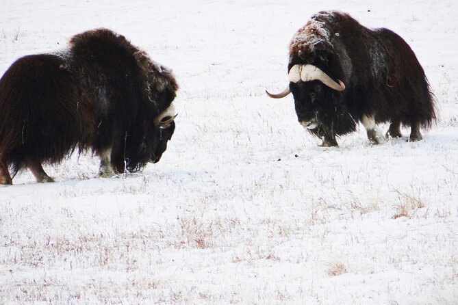 Arctic Day: Yukon Wildlife Half Day Viewing Tour - Booking and Cancellation