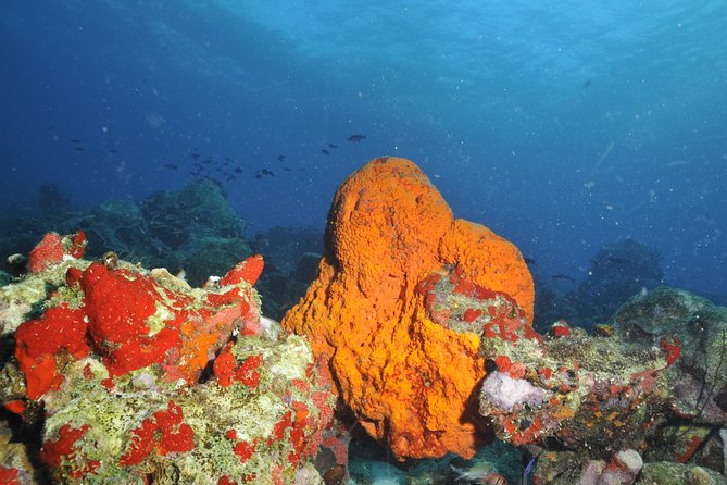 Aruba 2-Tank Guided Dive for Certified Divers With Rental Equipment - Common Questions