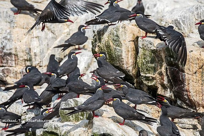 Ballestas Islands for Cruise Ship Passenger Paracas Harbour - Common Questions